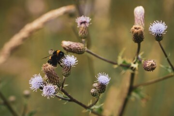 Selective focus shot of a bumblebee pollinating a purple thistle flower