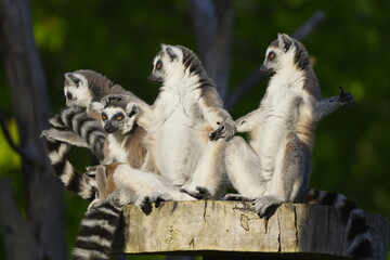 Fototapeta premium group of lemurs basks in the sun