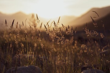 Picturesque sunset in a grassy field with golden reeds in New Zealand