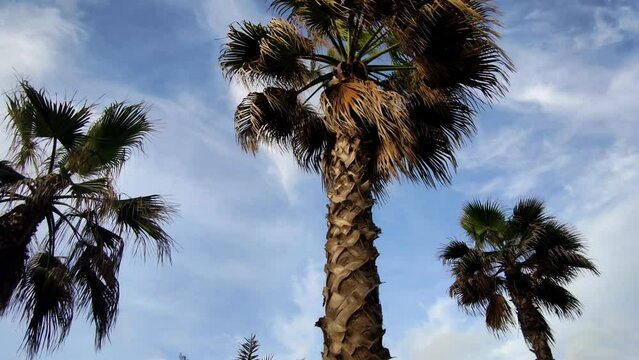 Low angle video of palm trees with blue sky in the background