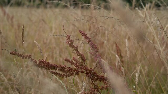 Selective focus of Rumex Acetosella plant in the Meadow with slow motion vibrating