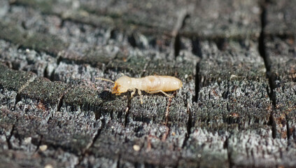 eastern subterranean termite - Reticulitermes flavipes - the most common termite found in North...