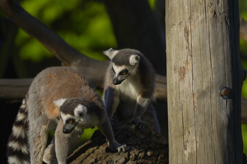 Fototapeta premium two lemurs looking down from a tree