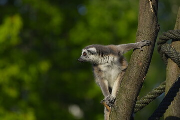 Fototapeta premium lemur holding on to a tree