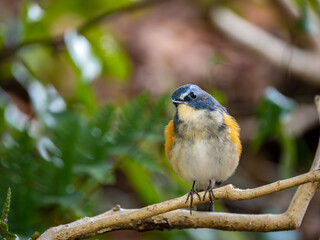 Fototapeta premium 藪の中でのんびりして首をかしげたルリビタキの雄