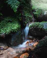 Small stream trickles in a lush green area in Palatinate Forest