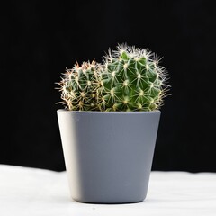 a cactus plant in a pot on a table in front of black backdrop © Wirestock