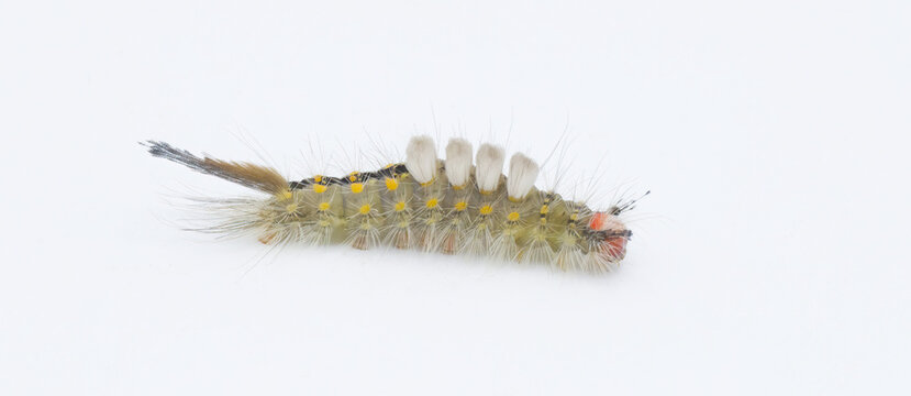Orgyia detrita - the fir tussock or live oak tussock moth caterpillar have urticating setae hairs with antrose barbs that may cause skin irritation isolated on white background side profile view