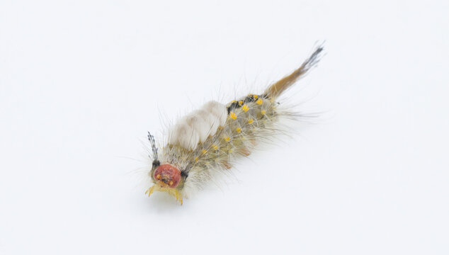 Orgyia detrita - the fir tussock or live oak tussock moth caterpillar have urticating setae hairs with antrose barbs that may cause skin irritation isolated on white background front face view