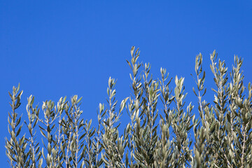 Olive tree branches against blue sky. Olive oil production concept.