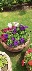 flowers in the garden