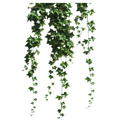  ivy plants
