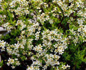 Closeup of Spirea thunbergii, 'Aureum' in a garden