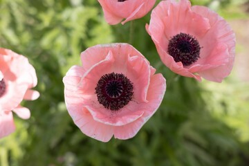 Close-up of a selection of pink flowers against a blurred background