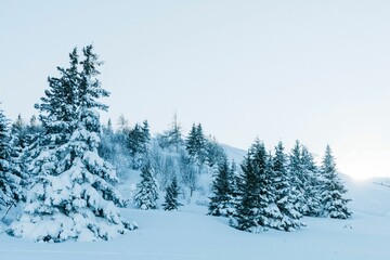 Picturesque winter landscape with trees on a snow-covered ski slope