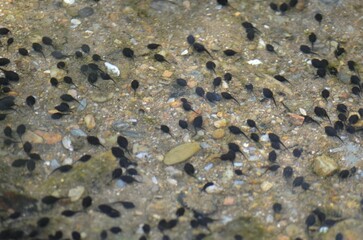 Group of small tadpoles swimming in the water