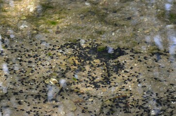 Group of small tadpoles swimming in the water