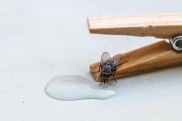 Small fly drinking water perched on a wooden peg on a white background