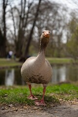 Goose perches on the edge of a tranquil pond surrounded by lush green foliage