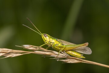 Closeup shot of Omocestus viridulus, a common green grasshopper.