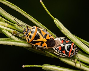 Closeup of two mating shield bugs. Eurydema ornata.