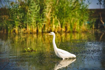 Intermediate Egret bird in Mangalajodi wetland of Chilika lake