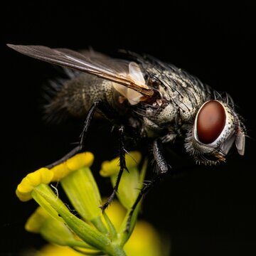 Macro shot of flesh fly on a flower isolated on a black background.