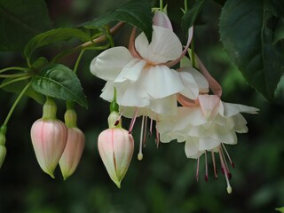 Close-up of light pink and white fuchsia flowers growing on a branch