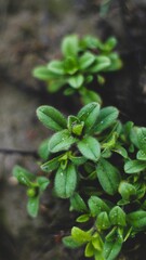 a green plant with green leaves on it and some dirt
