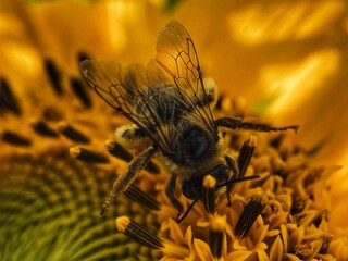 Macro of a bumblebee perched on plant