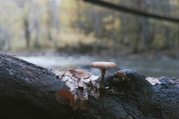 Macro photograph of a mushroom with a spider web draped across its top