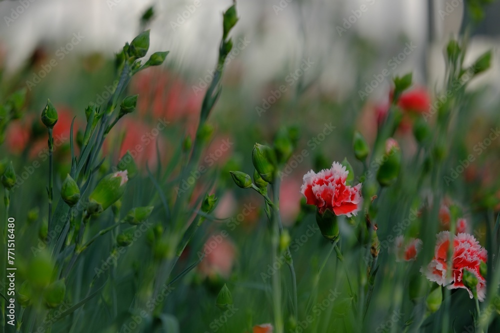 Wall mural vibrant field of red carnation flowers with lush green leaves and a delicate stem