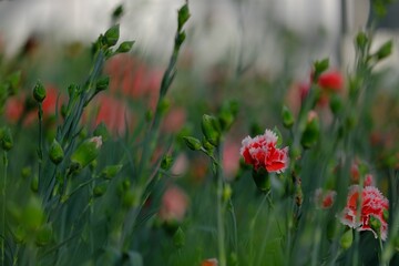 Vibrant field of red carnation flowers with lush green leaves and a delicate stem