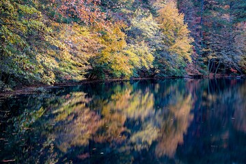 A still body of water reflecting the lush greenery and fall foliage scattered on the ground