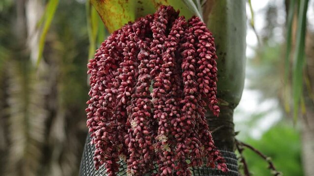 Ripe Palm Tree Fruit in a park