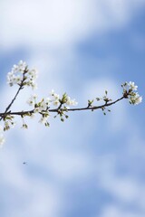 vertical shot of a vibrant white flower blooms among the branches of a tree against a blue sky