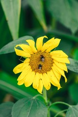 Closeup shot of bees pollinating a bright yellow sunflower
