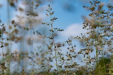 Beautiful landscape scene of tall Hay flowers swaying in the breeze