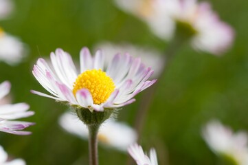 Obraz premium a white flower is in front of a field full of other flowers