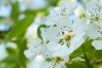 Blooming pear (Pyrus) tree in a garden, with a bright blue sky in the background