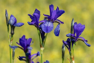 Closeup of vibrant Siberian Irises in a lush green on a sunny day with a blurry background