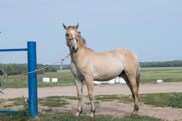 Naklejka na ściany i meble Beautiful thoroughbred horses stand on a farm in summer.