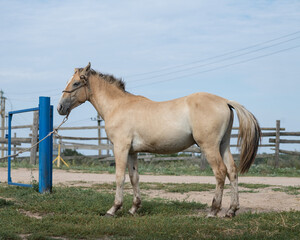 Fototapeta premium Beautiful thoroughbred horses stand on a farm in summer.