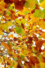 Majestic autumn scene with a tall tree its branches adorned with bright colorful leaves