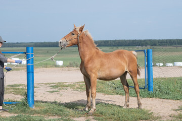 Obraz premium Beautiful thoroughbred horses stand on a farm in summer.