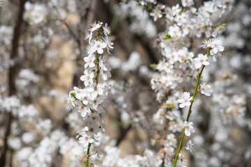 Closeup of white flowers of almond trees in spring