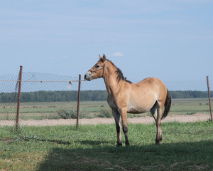 Beautiful thoroughbred horses stand on a farm in summer.