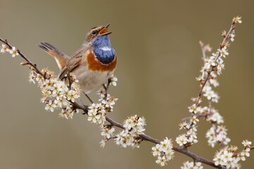 Vibrant blue throat perched on a tree branch in a natural outdoor setting.