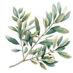 olive branch leaves