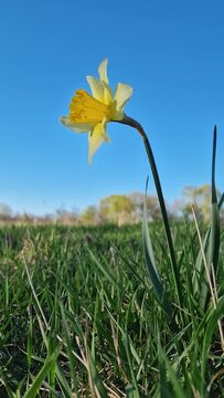 Wild daffodil blooming on a green grass pasture in a sunny spring day. Yellow narcissus plant springtime jonquil symbol